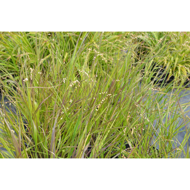 MELICA nutans