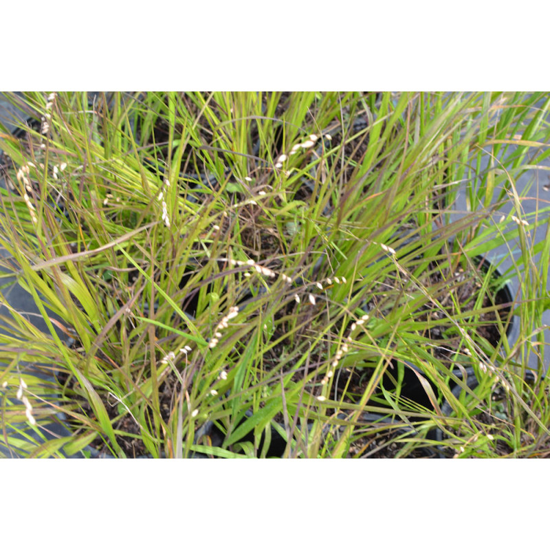 MELICA nutans