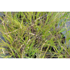 MELICA nutans