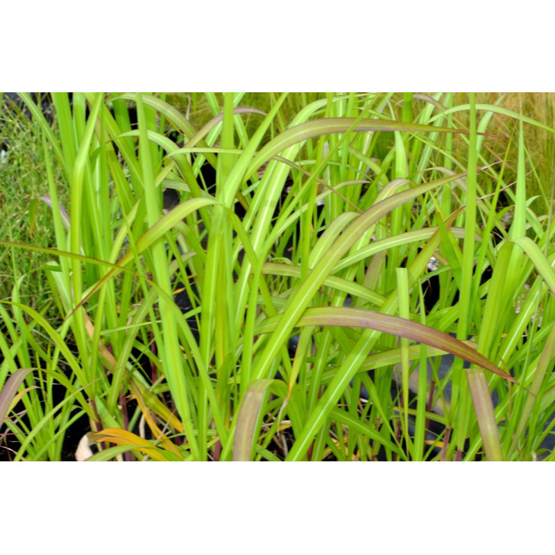 MISCANTHUS floridulus