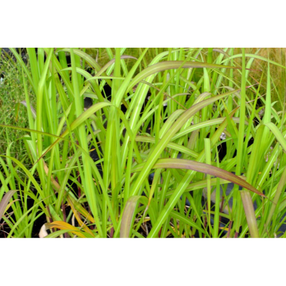 MISCANTHUS floridulus