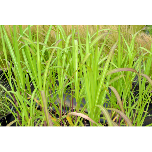 MISCANTHUS floridulus