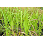 MISCANTHUS floridulus