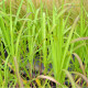 MISCANTHUS floridulus