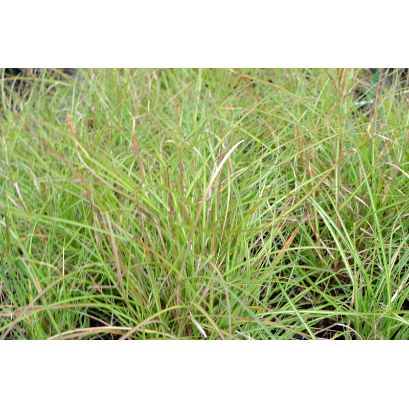 Miscanthus sinensis  'Yakushima Dwarf'