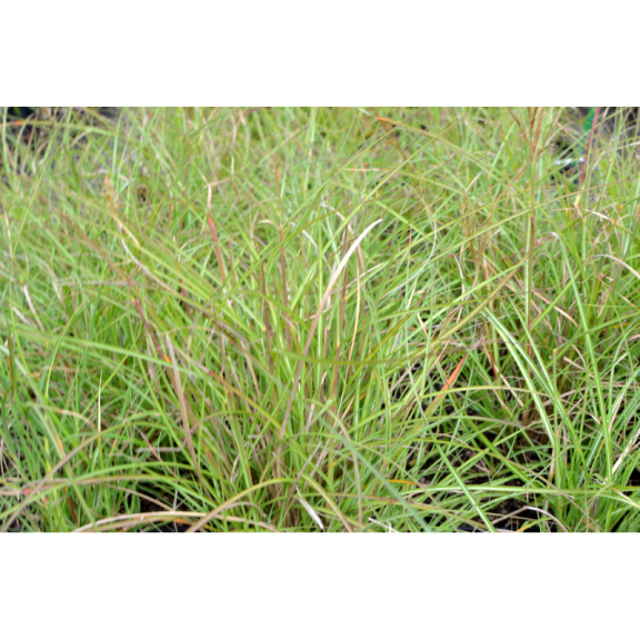 Miscanthus sinensis  'Yakushima Dwarf'