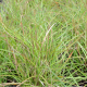 Miscanthus sinensis 'Yakushima Dwarf'