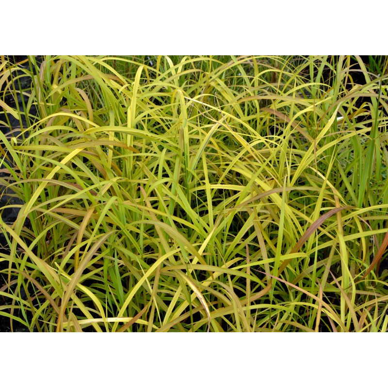 MISCANTHUS  sinensis 'Afrika'