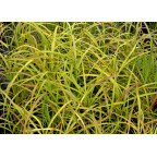 MISCANTHUS  sinensis 'Afrika'