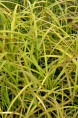 MISCANTHUS sinensis 'Afrika'