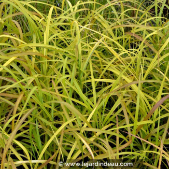 MISCANTHUS sinensis &#039;Afrika&#039;