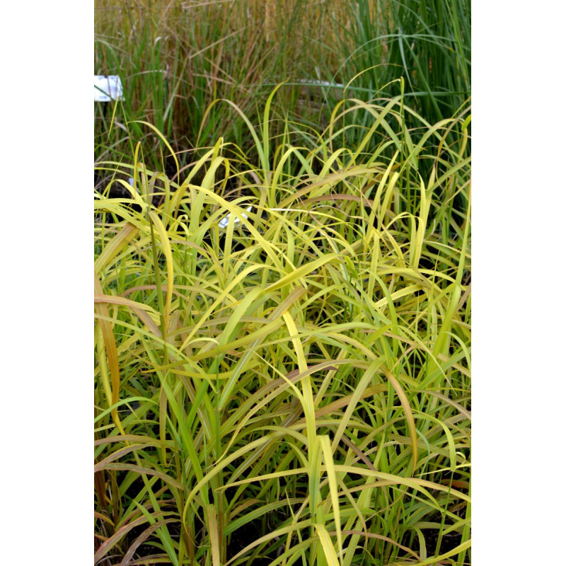 MISCANTHUS  sinensis 'Afrika'