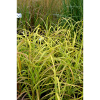 MISCANTHUS  sinensis 'Afrika'