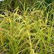 MISCANTHUS sinensis 'Afrika'