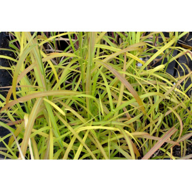 MISCANTHUS sinensis \'Ghana\'