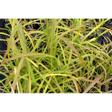 MISCANTHUS sinensis \'Ghana\'
