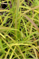 MISCANTHUS sinensis 'Ghana'
