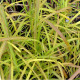 MISCANTHUS sinensis 'Ghana'