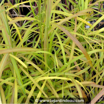 MISCANTHUS sinensis &#039;Ghana&#039;