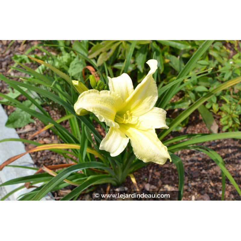 HEMEROCALLIS 'Moment Of Truth'