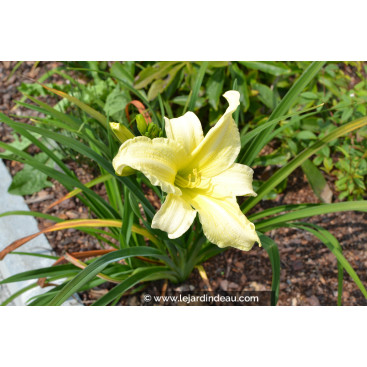 HEMEROCALLIS \'Moment Of Truth\'