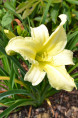 HEMEROCALLIS 'Moment Of Truth'