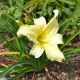 HEMEROCALLIS 'Moment Of Truth'