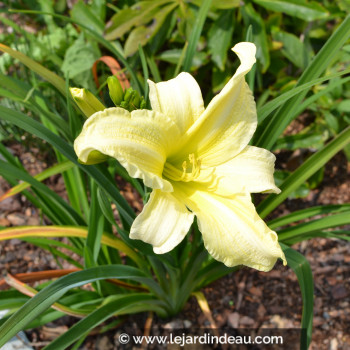 HEMEROCALLIS &#039;Moment Of Truth&#039;
