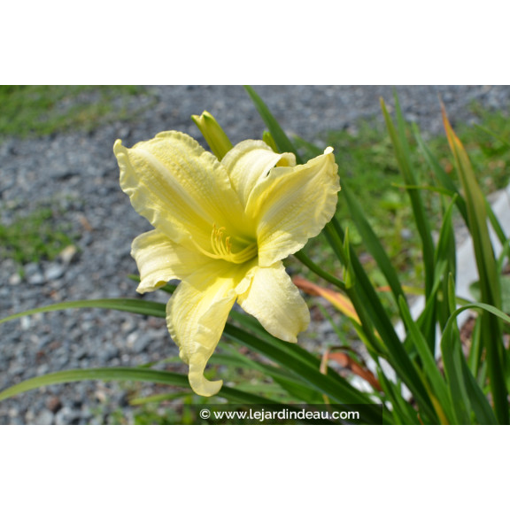 HEMEROCALLIS 'Moment Of Truth'