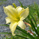 HEMEROCALLIS 'Moment Of Truth'