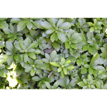 PACHYSANDRA terminalis