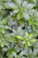 PACHYSANDRA terminalis