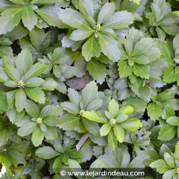 PACHYSANDRA terminalis