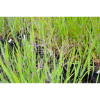 PANICUM miliaceum PANICUM miliaceum