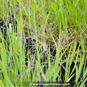 Panicum miliaceum