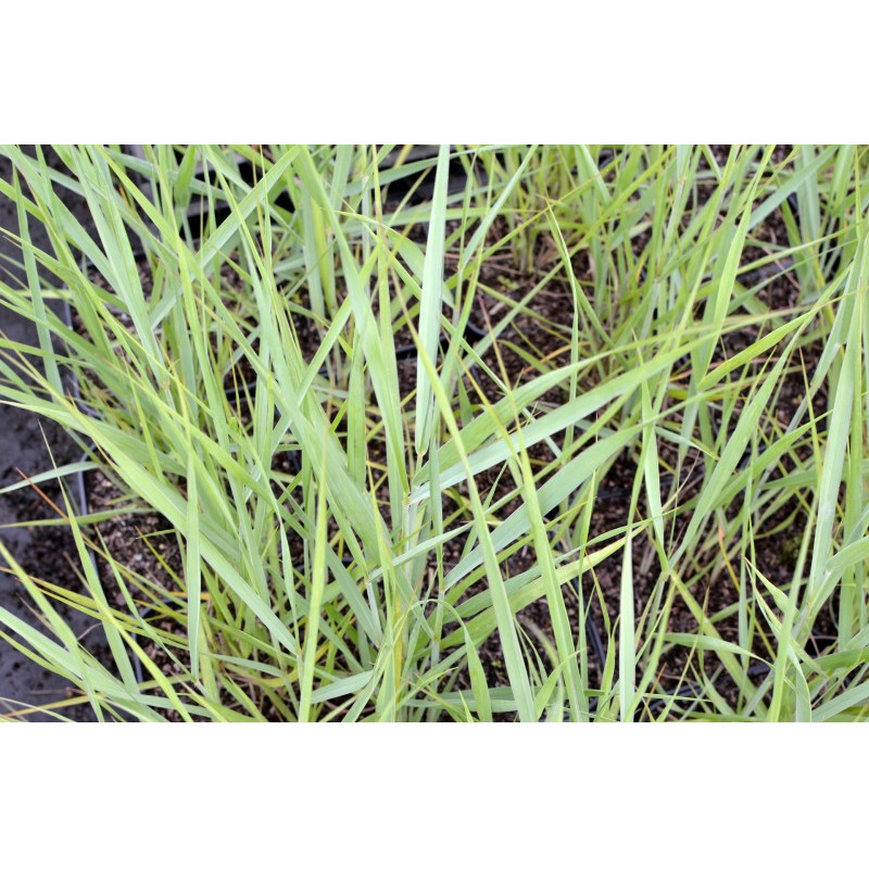 PANICUM virgatum 'Prairie Sky'
