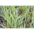 PANICUM virgatum 'Prairie Sky'