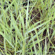 PANICUM virgatum 'Prairie Sky'