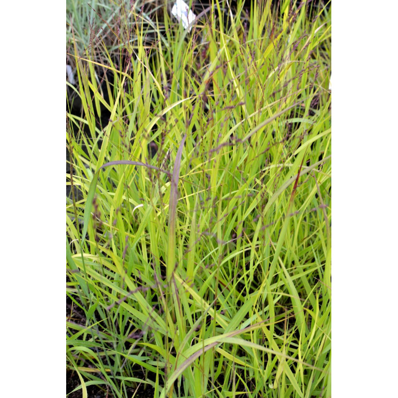 PANICUM virgatum 'Shenandoah'