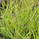 PANICUM virgatum 'Shenandoah'