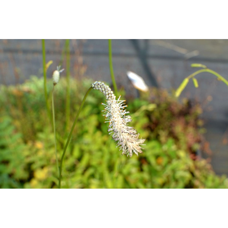SANGUISORBA tenuifolia var.alba