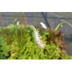 SANGUISORBA tenuifolia var.alba