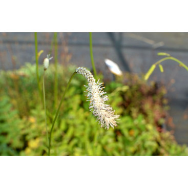 SANGUISORBA tenuifolia var. alba