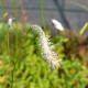 SANGUISORBA tenuifolia 'Alba'