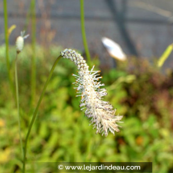 SANGUISORBA tenuifolia var.alba