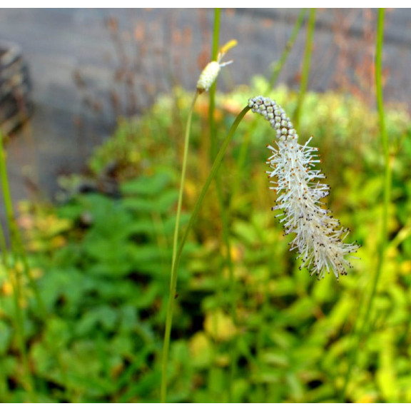 SANGUISORBA tenuifolia var.alba