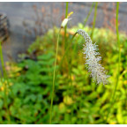 SANGUISORBA tenuifolia var.alba