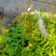 SANGUISORBA tenuifolia var.alba