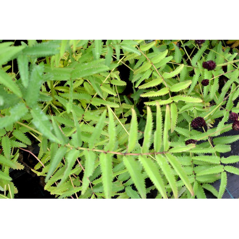 SANGUISORBA tenuifolia 'Purpurea'