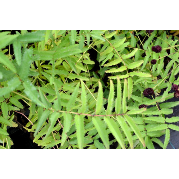 SANGUISORBA tenuifolia 'Purpurea'